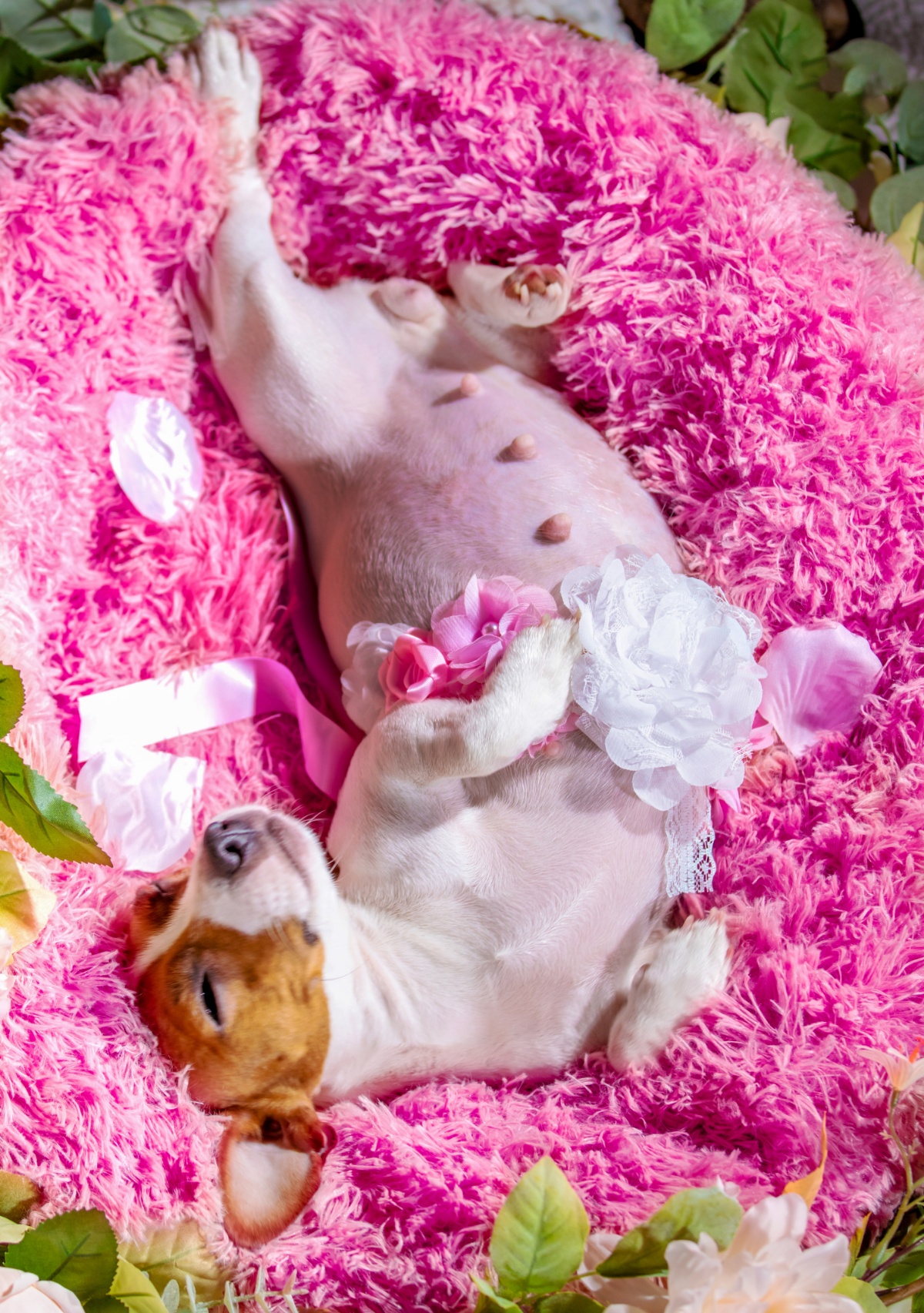 温柔而充满母爱光辉!美国女子为爱犬拍孕照