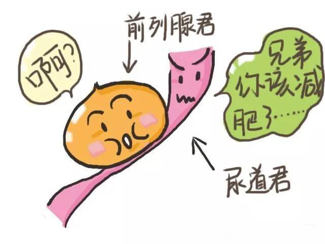 前列腺对酒精十分敏感,酒精刺激后,局部毛细血管会扩张,充血,细胞发生