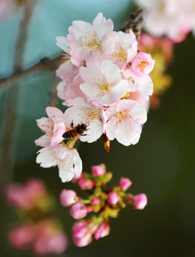 大寒樱是原生长于日本琦玉县安行的樱花,又称安行寒樱,开花比俗称为"