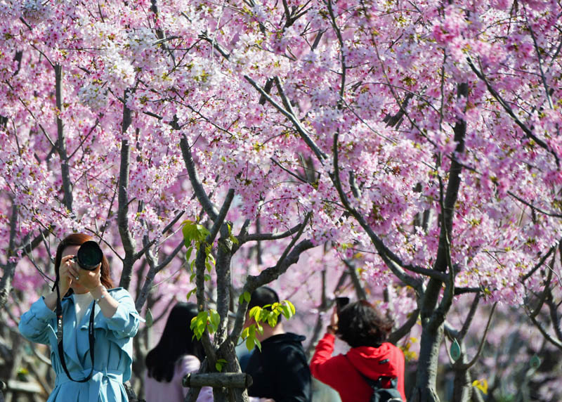 满园樱花开踏春正当时
