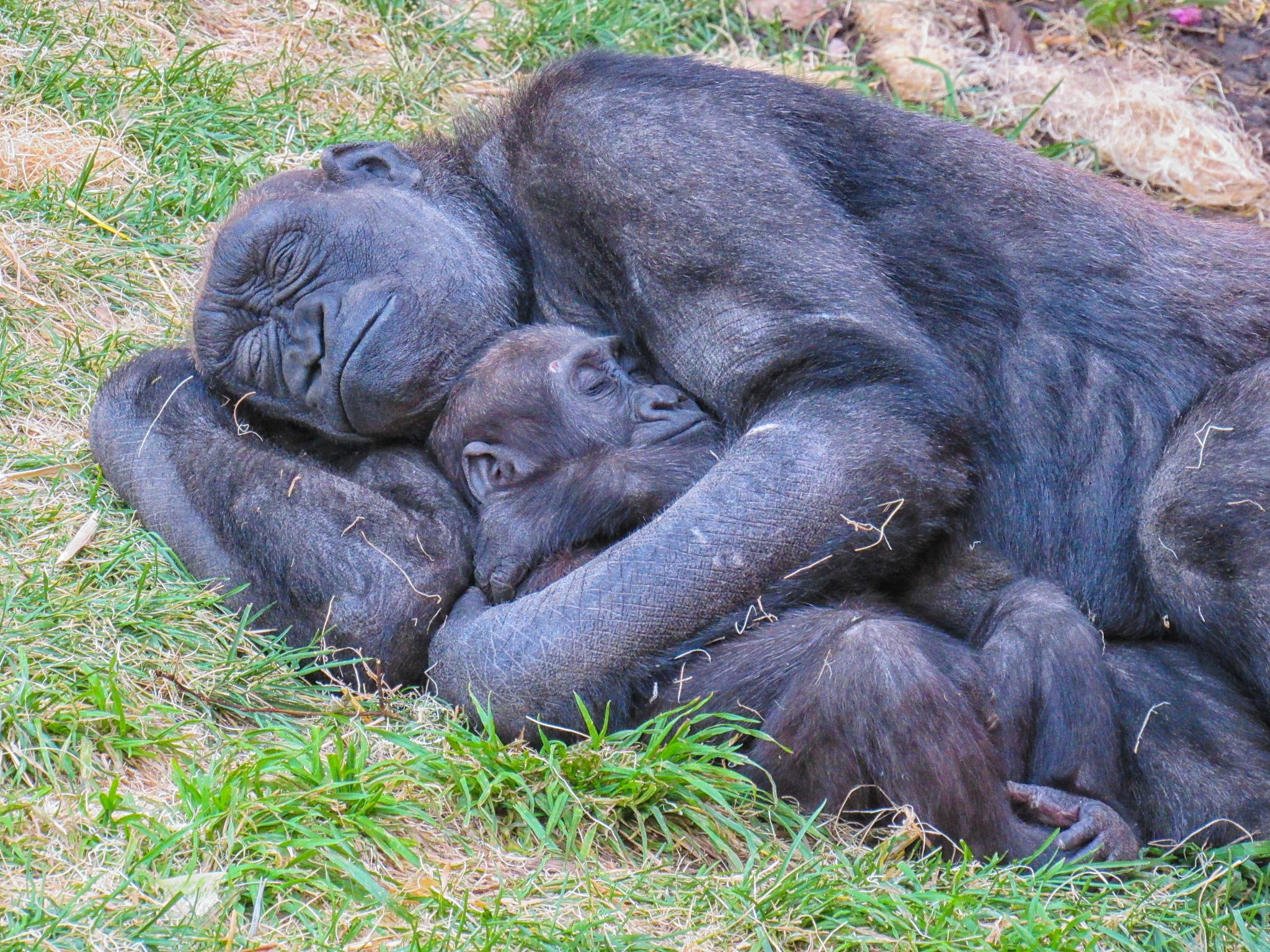 加拿大亞伯達,卡爾加里動物園裡一隻母猩猩抱著自己的小猩猩睡覺.