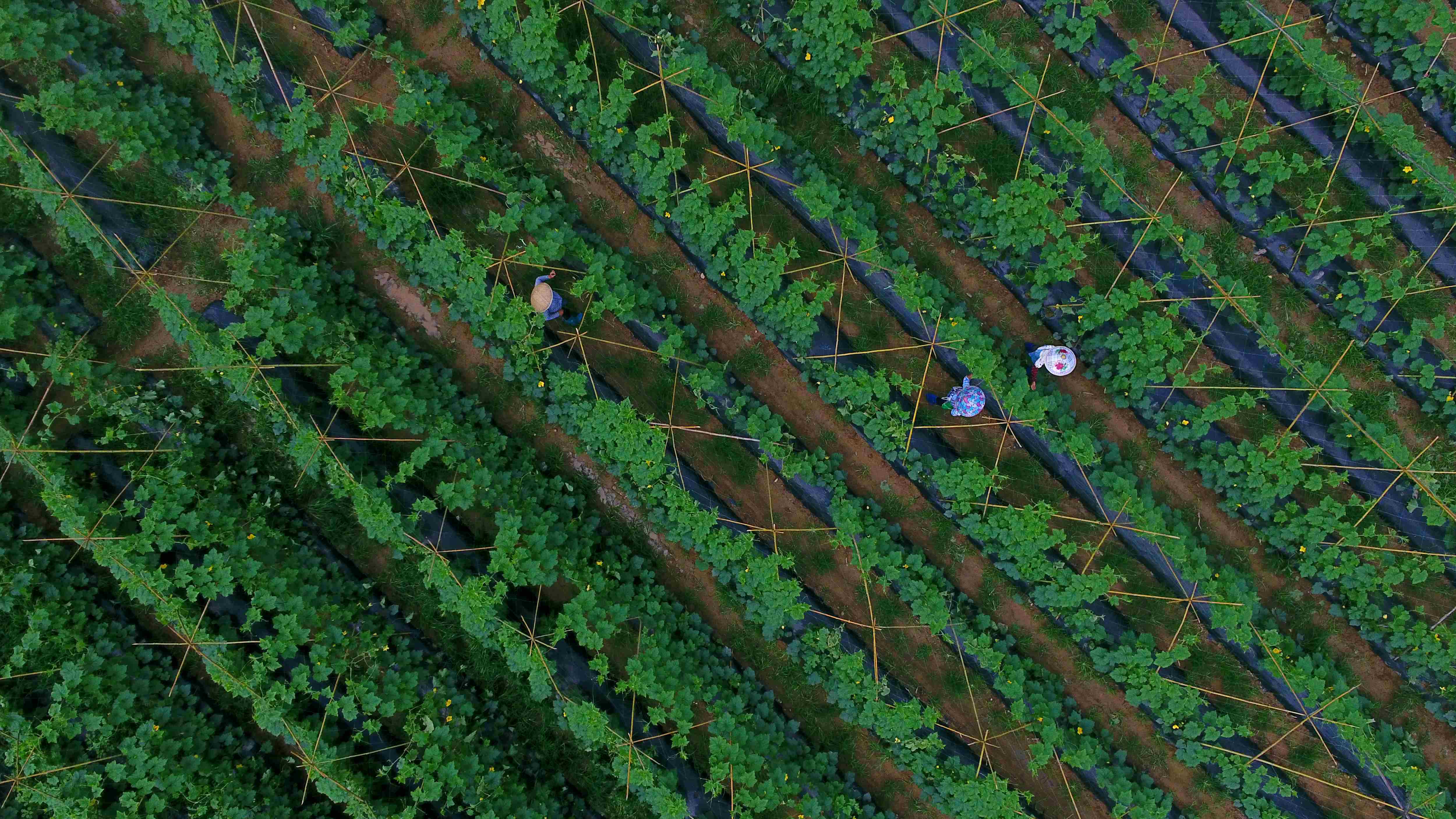 乡村美,产业强,群众富!黔南农村迎"三变"