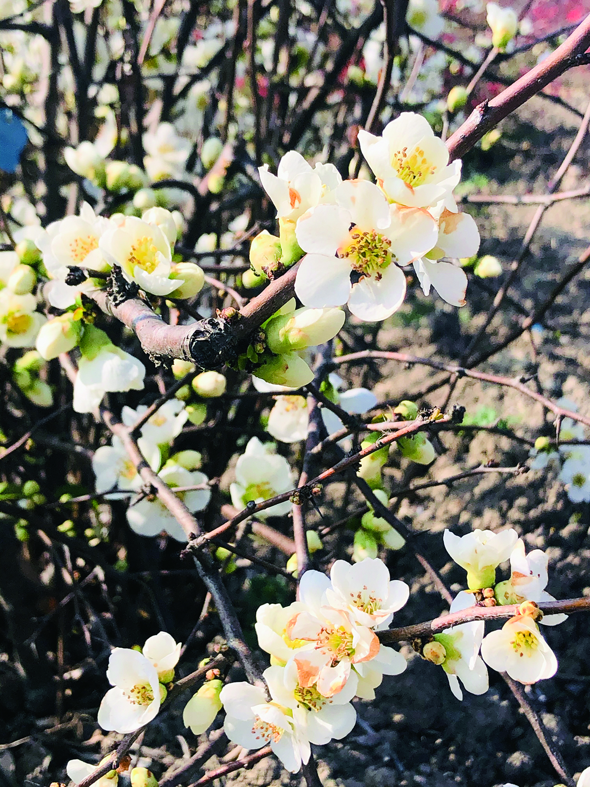 近日绚丽绽放"木瓜属海棠作为春季知名观赏花木之一,现在正处于盛花期