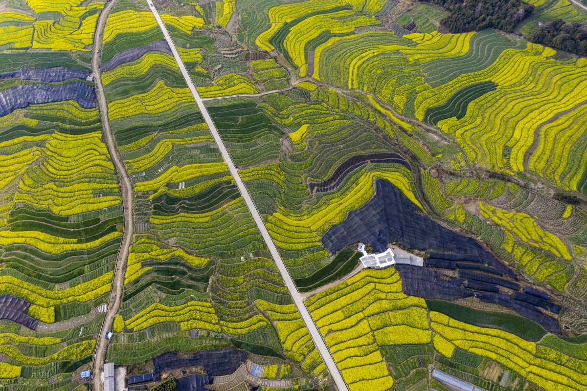 云南腾冲界头镇15万亩油菜花盛放 航拍视角如金黄海洋