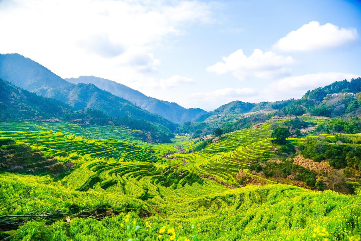 江西婺源:春日油菜花已盛开,篁岭梯田花海初具观赏规模