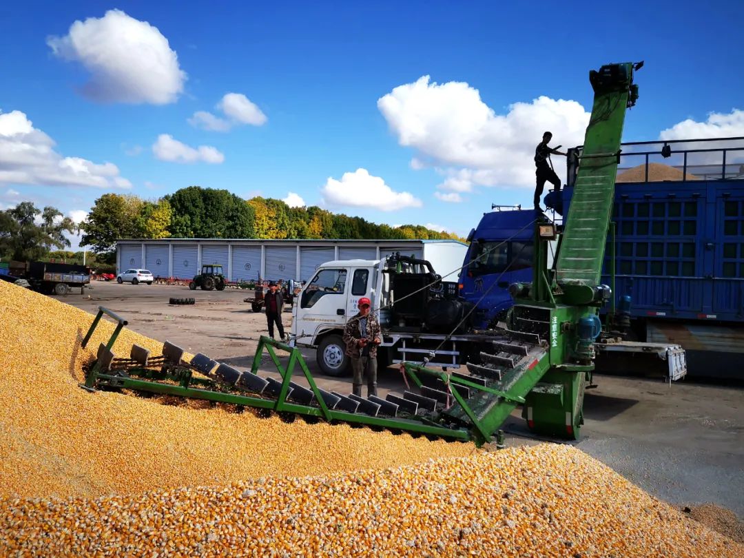 国产种子卡脖子卡在哪?原创性种质相对稀缺,基因挖掘能力弱