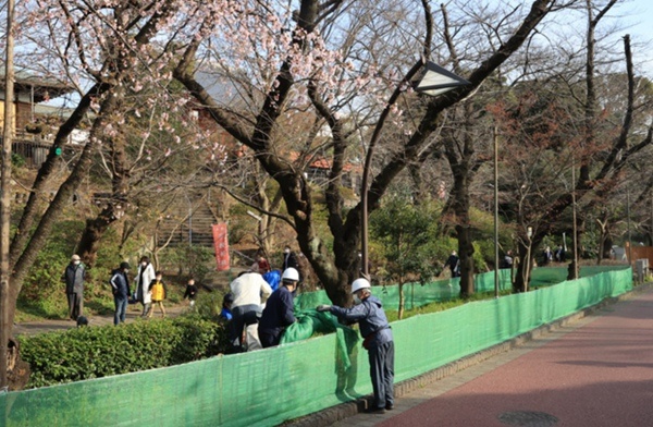 日本即将迎来樱花观赏季东京都知事呼吁 今年不要去赏花 当代商报