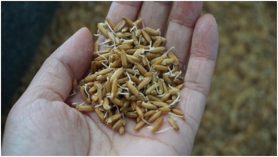 这,就是一颗水稻种子成长的开始.