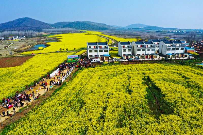 游客在河南省光山县仙居乡万亩油菜种植基地张湾村片区油菜田里赏花