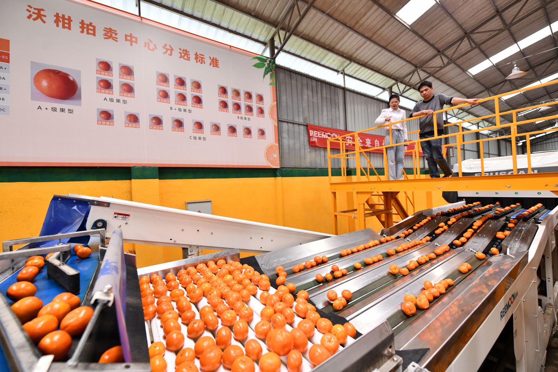 记者实地探访武鸣沃柑保鲜加工现场武鸣严格标准化打造沃柑品牌