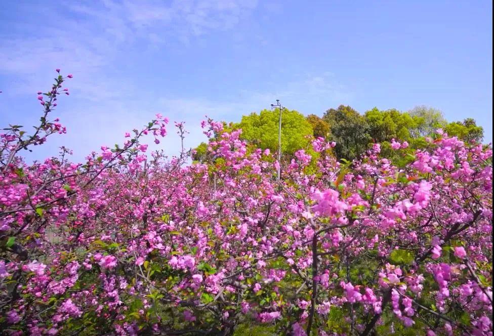 黄兴公园这片海棠花等你来邂逅