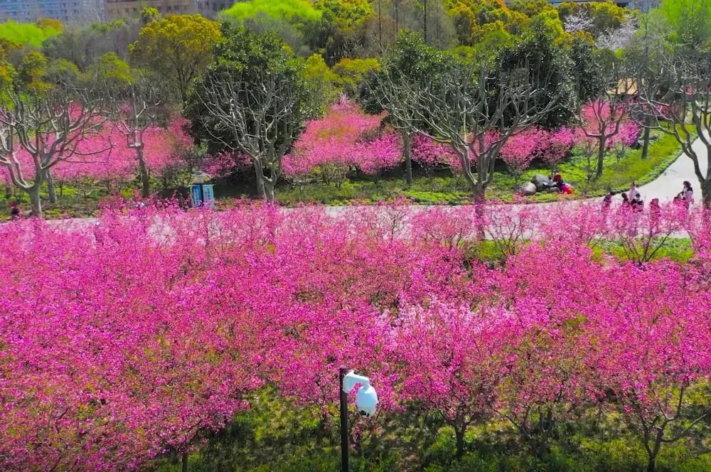 黄兴公园这片海棠花等你来邂逅