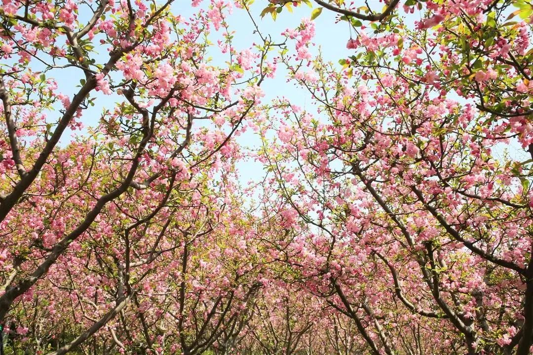 黄兴公园这片海棠花等你来邂逅