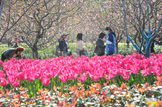 人民公园海棠花开 3月27日打卡海棠文化节