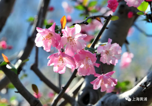 人民公园海棠花开 3月27日打卡海棠文化节