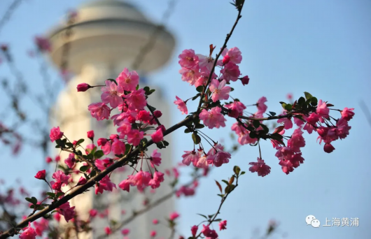 上海一周区情 春季花展花节缤纷争艳清明祭扫预约通道已开启