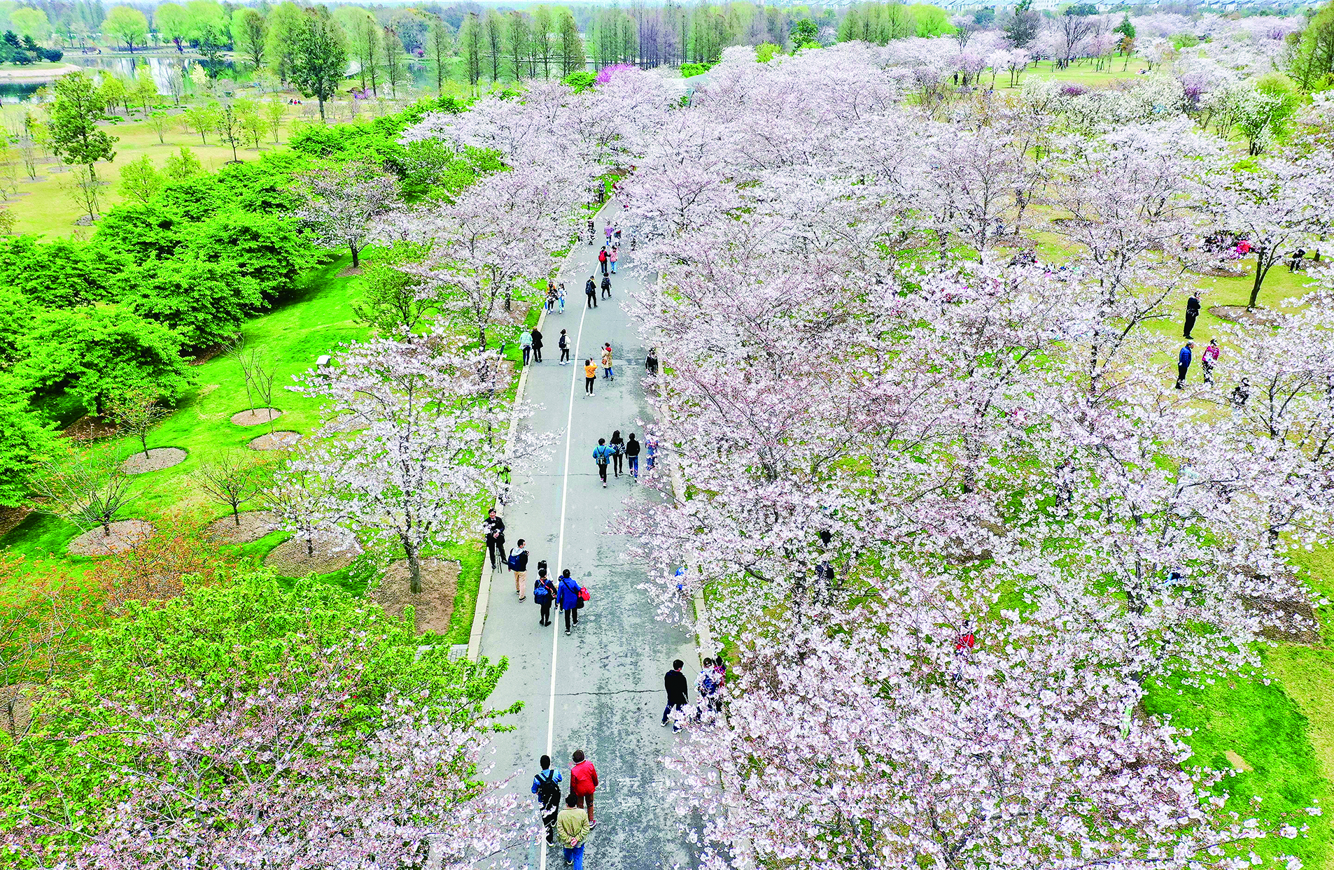 花色白中带粉颇有几分梦幻辰山植物园染井吉野樱迎来最佳观赏期