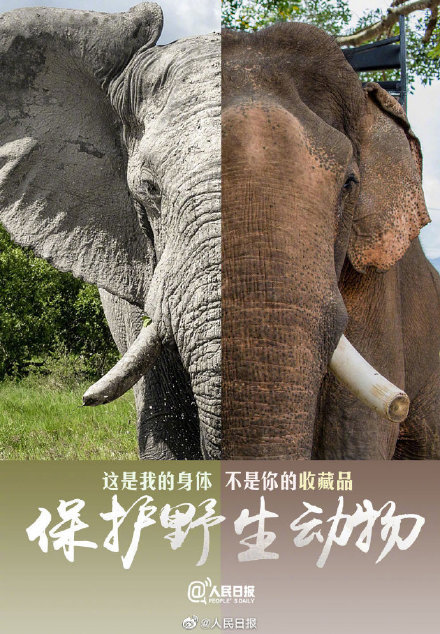 今天,国际珍稀动物保护日,莫等珍稀才懂珍惜