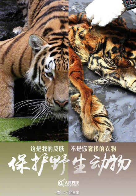 今天,国际珍稀动物保护日,莫等珍稀才懂珍惜