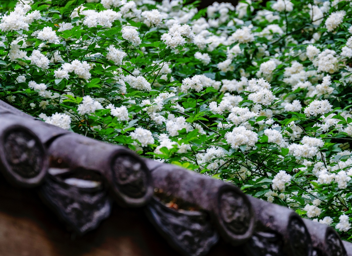 极美成都:四川成都七里香盛开 城市处处春意浓