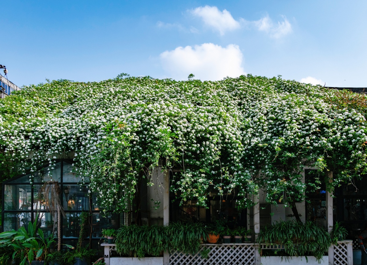 极美成都:四川成都七里香盛开 城市处处春意浓