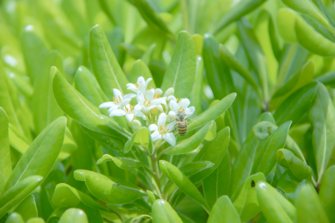 千里香又称七里香,万里香,九秋香,九树香,过山香,黄金桂,青木香,月橘