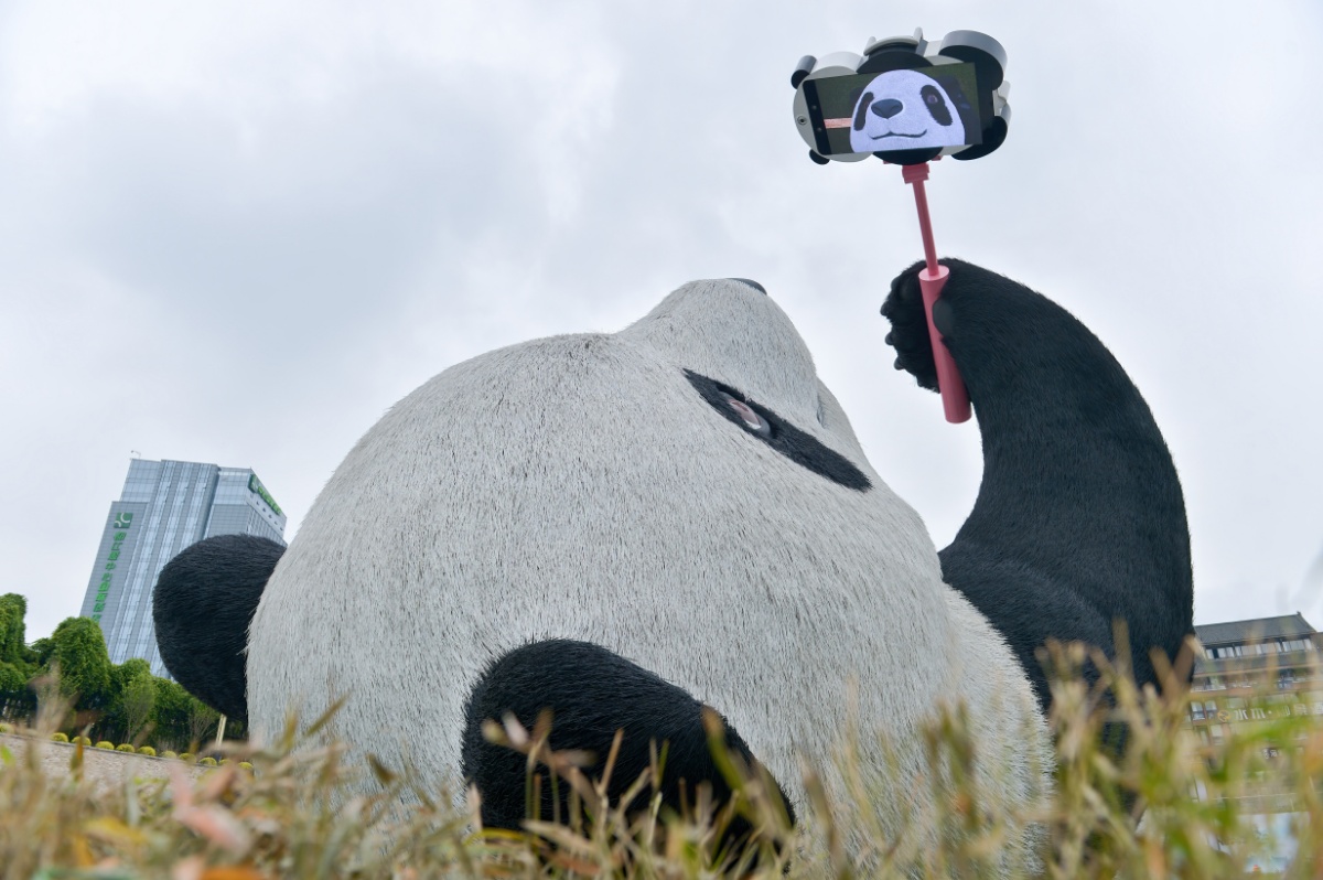 极美成都:自拍熊猫呆萌可爱跷脚自拍