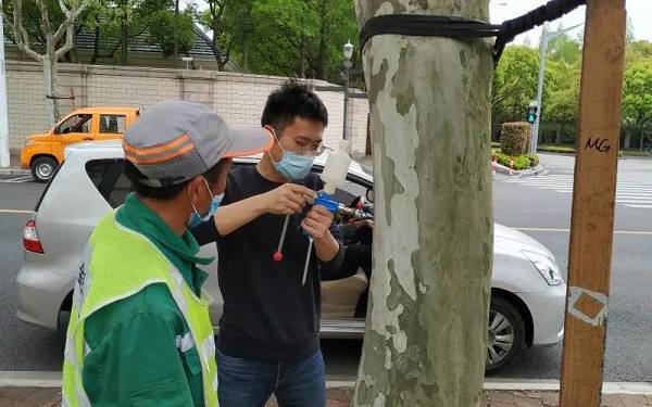 工作人员为行道树树干注入“内服药”.jpg