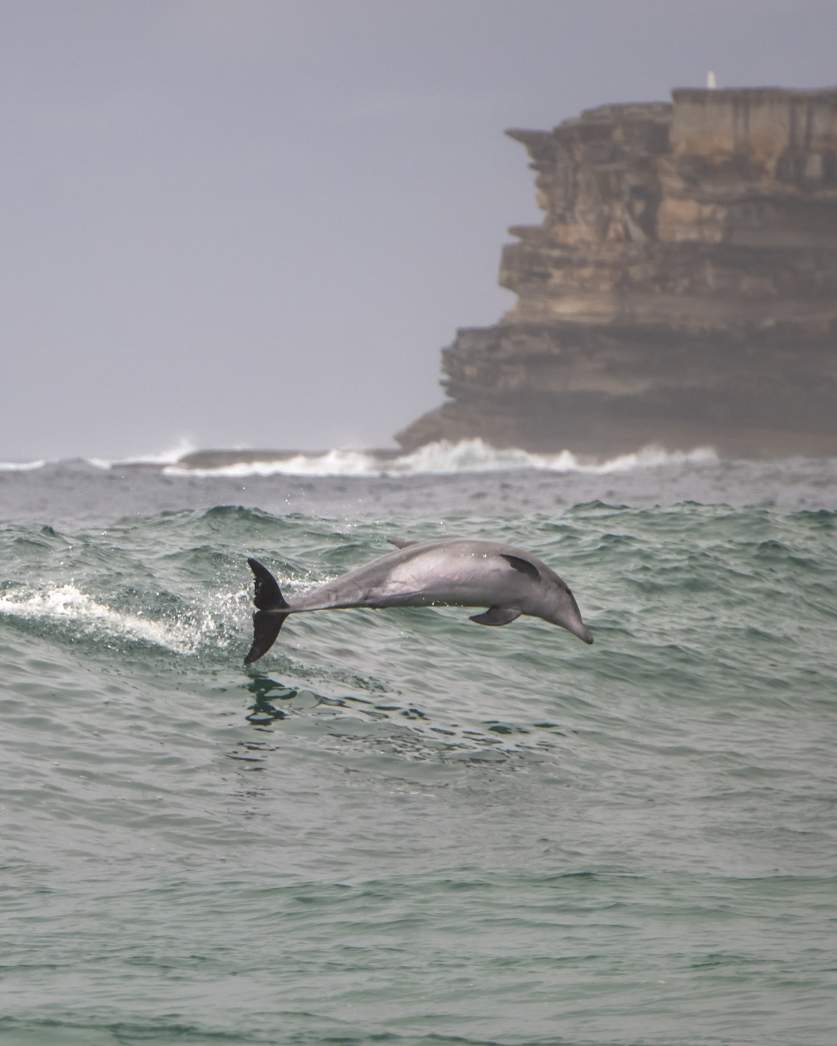 画风有趣!澳大利亚海豚加入冲浪者"乘风破浪"