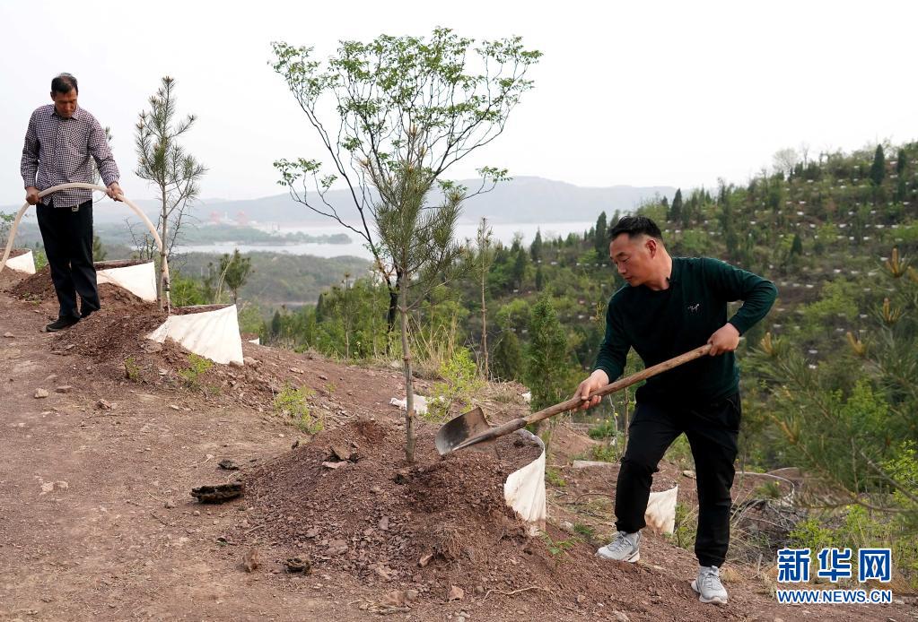 石頭上種樹,荒山裡護林——林業