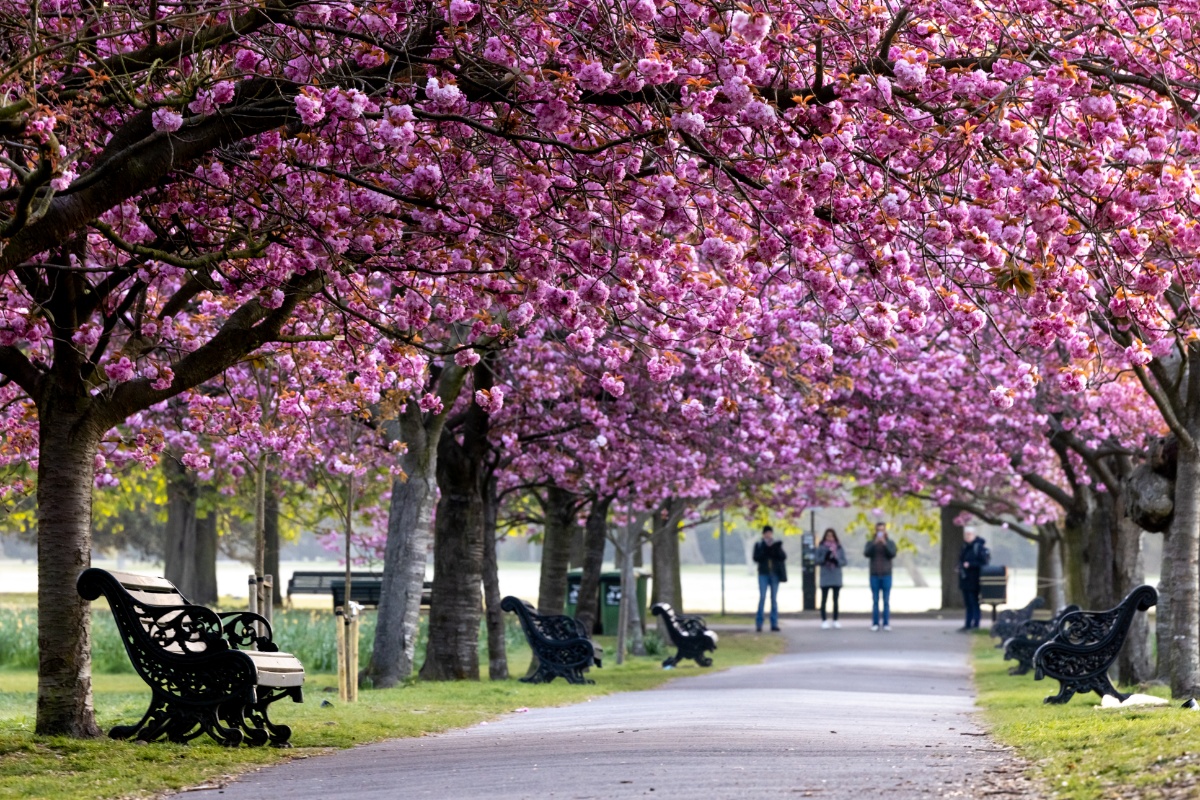 粉色浪漫!英国格林尼治公园樱花盛放美如画卷