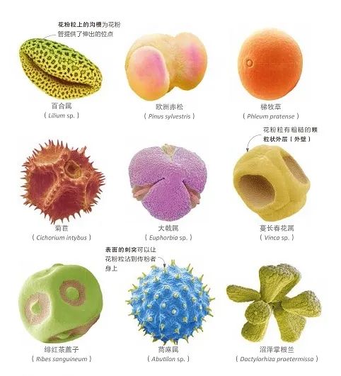 图源:《dk植物大百科》虽然花粉粒在肉眼看来细小如尘埃,但它们在形状