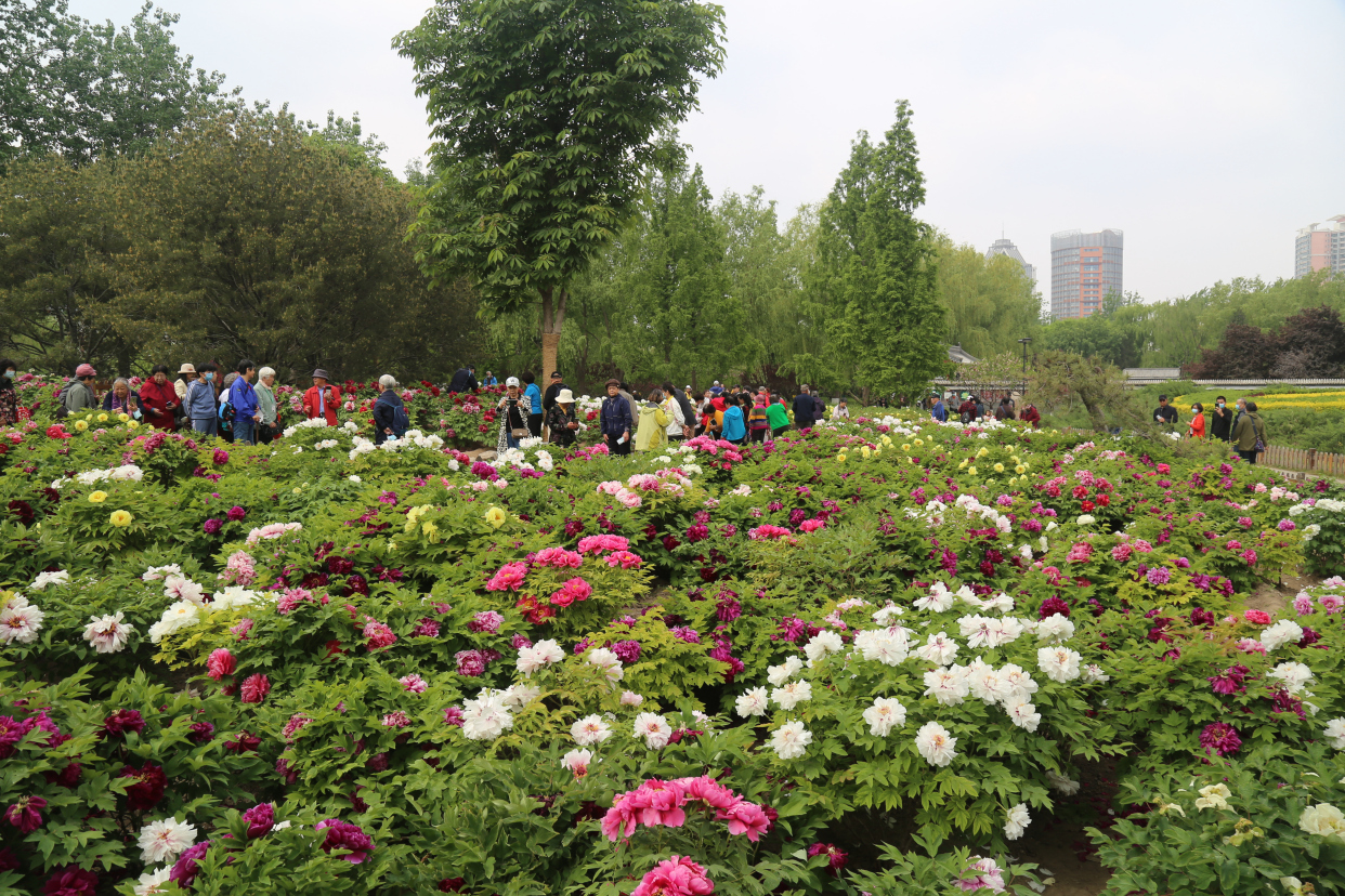 魏紫姚黄压群芳,莲花池公园六千余株各色牡丹花竞相绽放