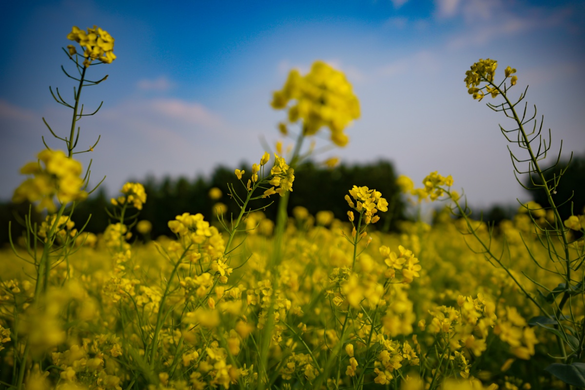 200亩北京最大油菜花海盛开 或将成为五一网红打卡地
