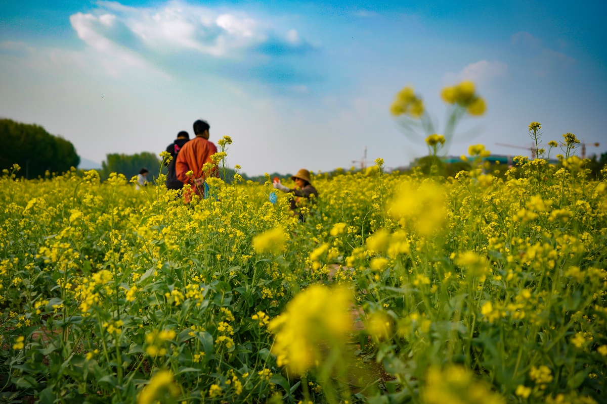 200亩北京最大油菜花海盛开 或将成为五一网红打卡地
