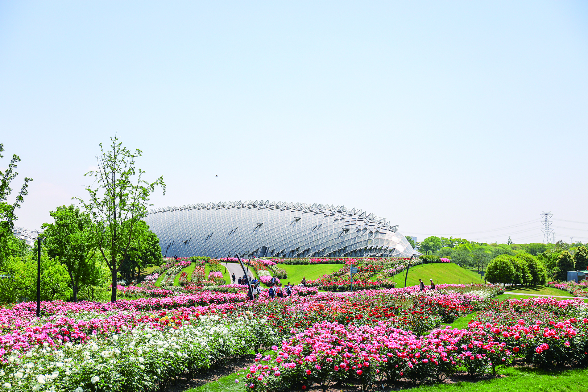 上海辰山植物园2021上海月季展将于4月29日开幕.眼下,种植面积约4.