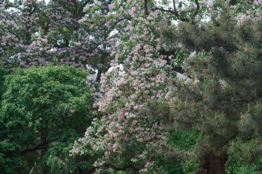 繁花千萬層 楸樹花又開