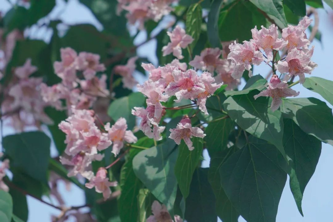 繁花千萬層 楸樹花又開