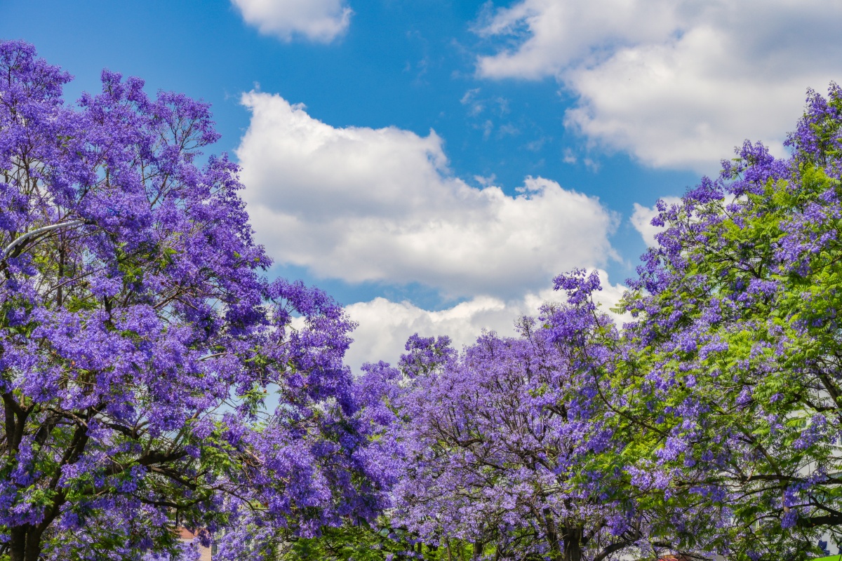 昆明校场中路蓝花楹烂漫盛开 春色令人流连忘返822021年4月29号,春末