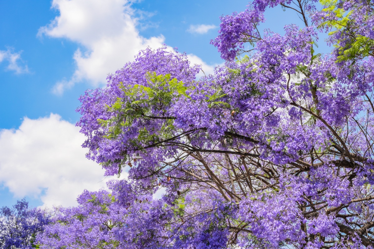 78昆明校场中路蓝花楹烂漫盛开 春色令人流连忘返2021年4月29号,春末