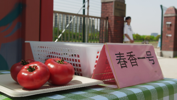 图说：师生选出下阶段基地种植的蔬果品种.png