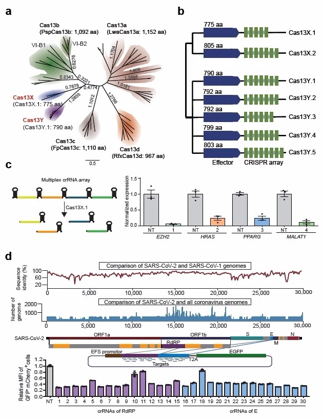 从未获培养的自然微生物宏基因组数据挖掘新的Cas13蛋白应用于哺乳动物与病毒RNA的敲降。a, 构建新挖掘的Cas13X, Cas13Y蛋白与前人报道的Cas13a, Cas13b, Cas13c, Cas13d蛋白的进化树。括号展示了常见的Cas13蛋白及其大小。标尺展示了大小为0.5的相对遗传距离。b, Cas13X与Cas13Y相关CRISPR系统的基因座示意图。蓝色和绿色长方形分别表示Cas13和CRISPR重复单元。灰色菱形表示间隔序列。c, Cas13X.1介导高效的多重RNA敲降。d, 上, SARS-CoV-2与SARS-CoV-1以及 SARS-CoV-2 与所有冠状病毒基因组序列的比对结果. 中, SARS-Cov-2病毒RNA敲降的报告系。下, 病毒RNA敲降结果。