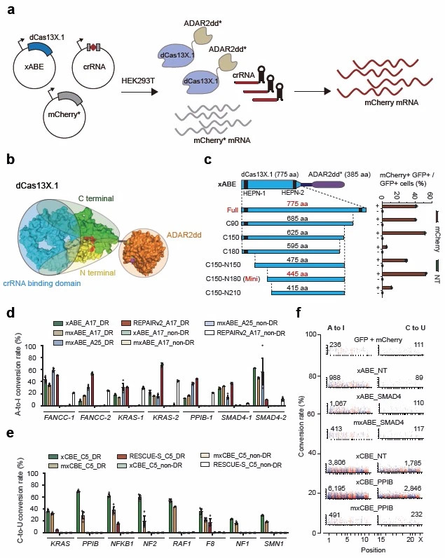 开发基于Cas13X.1的迷你型RNA碱基编辑器应用于高效的A到I和C到U碱基替换 a, 基于dCas13X.1的RNA腺苷酸编辑器xABE以及碱基编辑报告系统示意图。b, 预测的Cas13X.1 与ADAR2dd蛋白结构。黄色和绿色分别表示Cas13X.1的N端与C端, 红色代表HEPN基序, 橙色表示ADAR2dd。c,xABE截短突变体的效率检测结果。d,全长与迷你xABE及过去报道的ABE的A到I编辑效率的比较结果。e,全长与迷你xCBE及过去报道的CBE的C到U编辑效率的比较结果。f,迷你xABE/xCBE显著降低全转录组的RNA脱靶编辑。