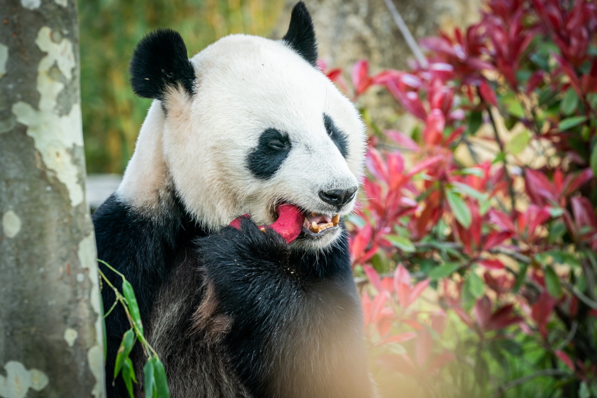 荷兰大熊猫图片