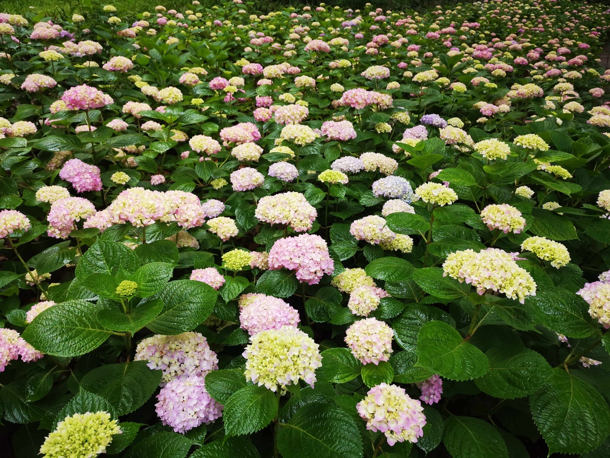 上海街头五彩绣球花竟相斗艳