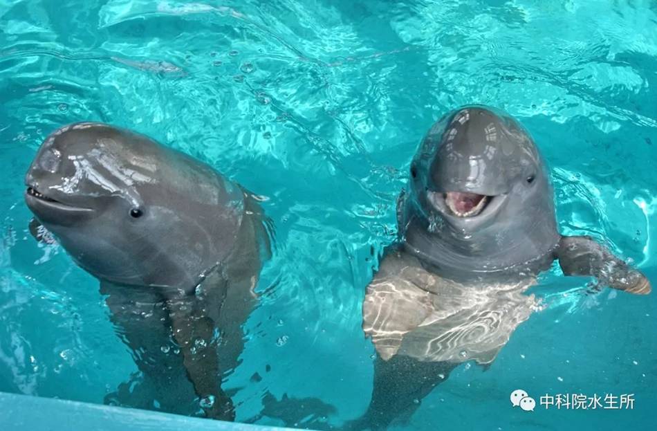 中科院水生所鲸类学科组于白鳍豚馆拍摄的长江江豚。 中科院水生所官微 图