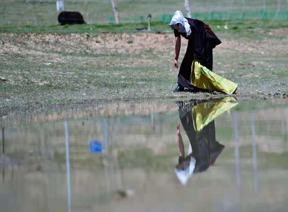 2020年8月19日,在青海省果洛藏族自治州玛多县玛查理镇噶丹村,生态管护员才让卓玛在村子周边的草原上捡垃圾。