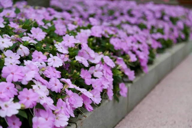 初夏的宝山顾村公园 明亮你的心情