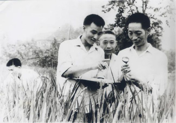 袁隆平(右一)与助手李必湖(左二)在安江农校试验田。