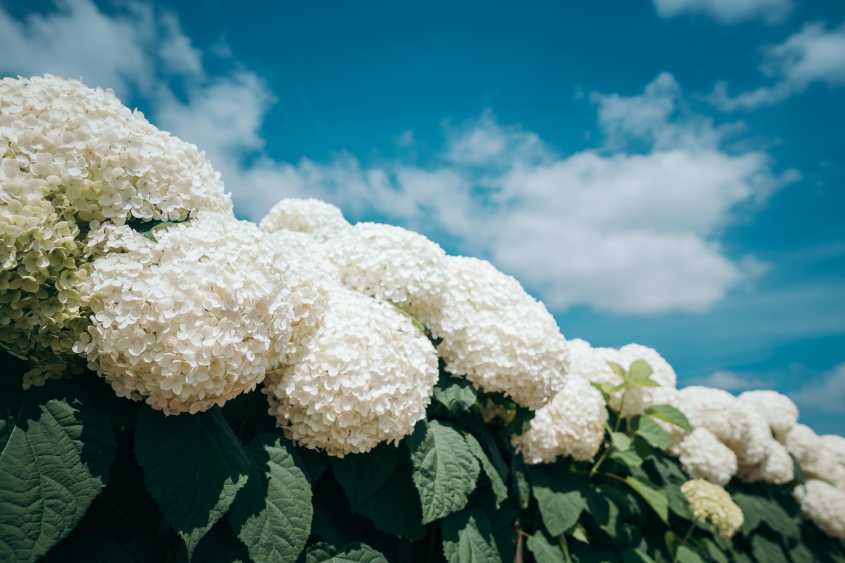 云南昆明宜良南国山花绣球花花海景色迷人